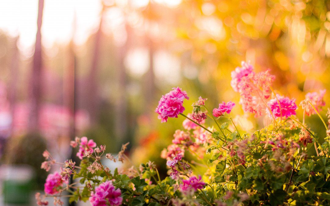 How to Grow Your Landscaping Business