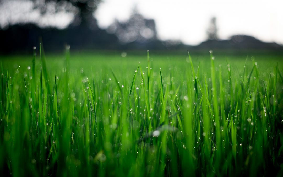 The Importance of a Bookkeeper For Your Landscaping Business